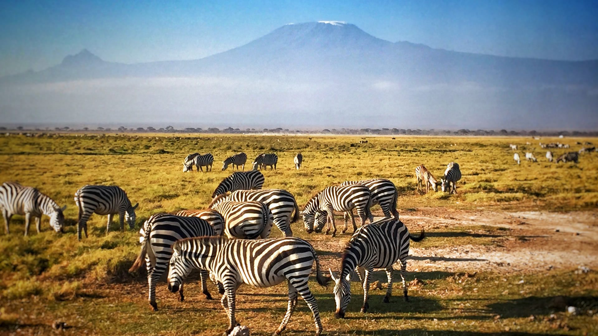 wildife at amboseli national park