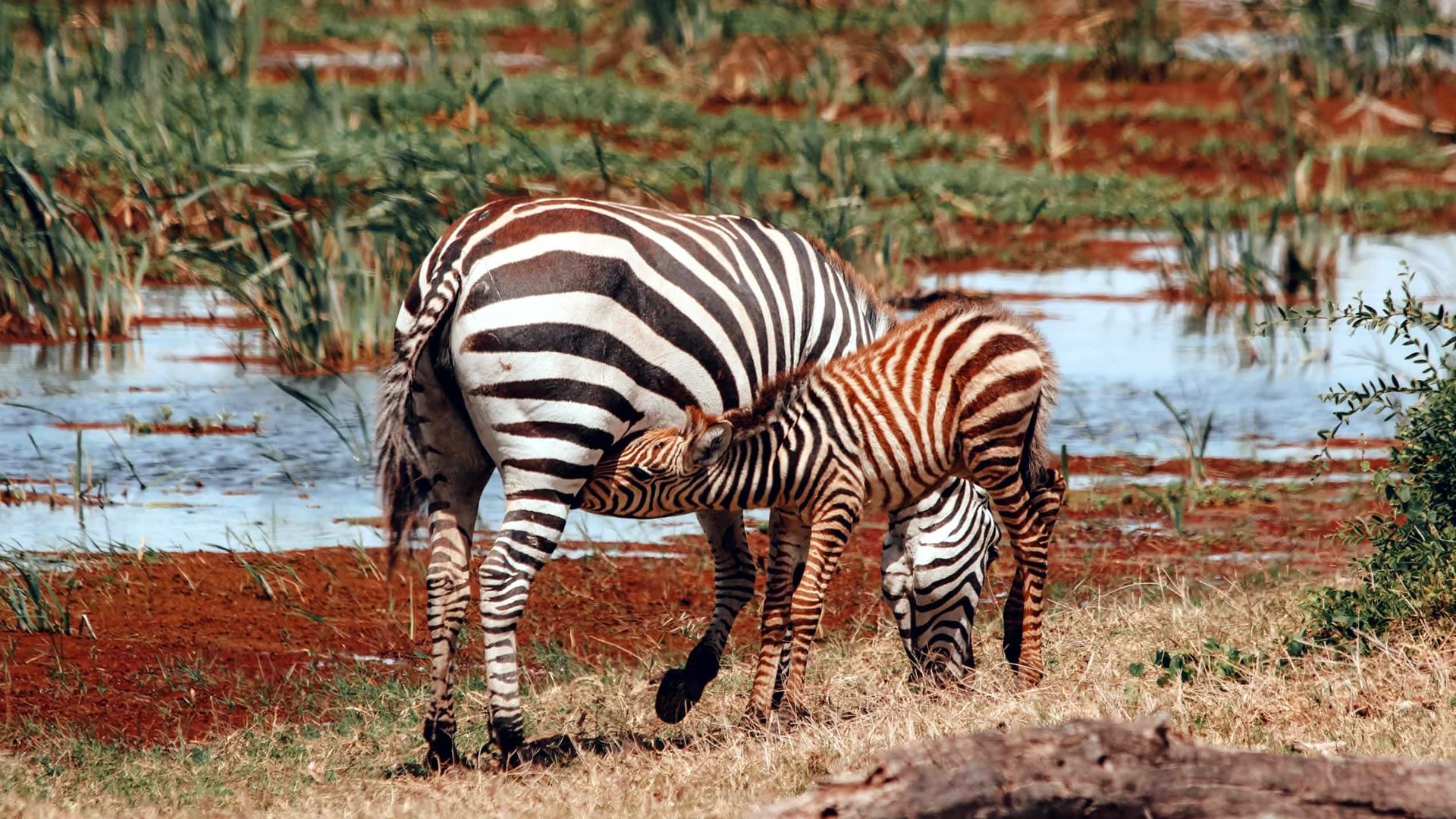 Zebras at amboseli national park
