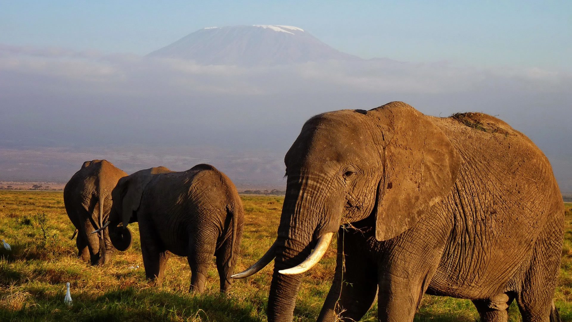 Elephant family at amboseli national park