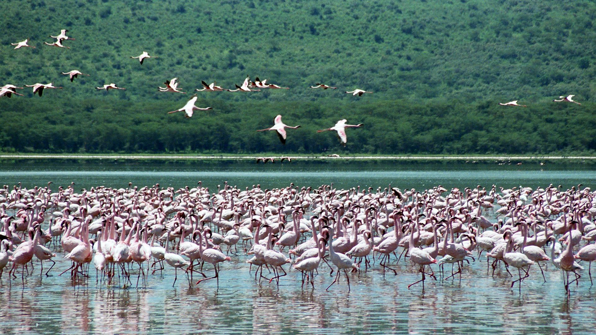 lake-nakuru-national-park4