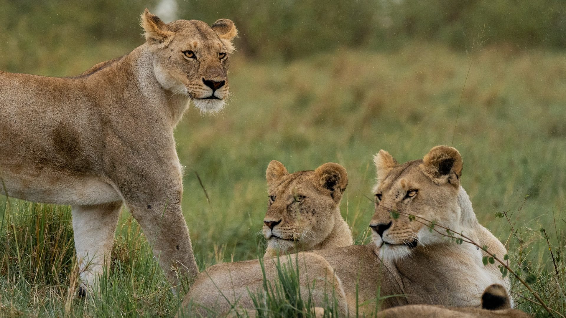 A pack of lionesses at maasai mara game reserve