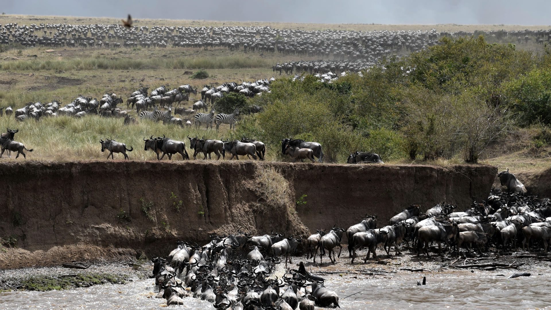 Wildebeest migration at maasai mara game reserve