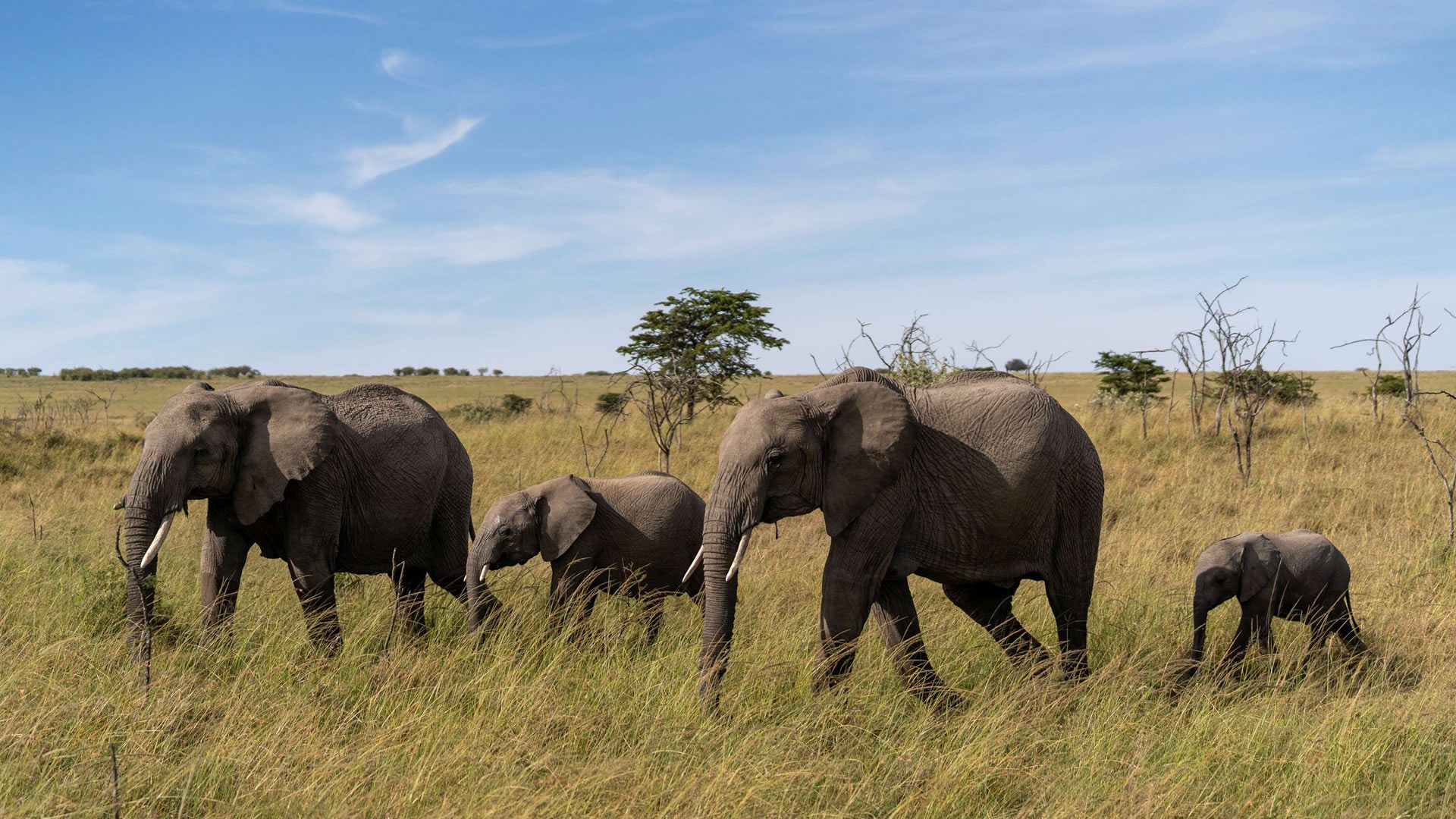 A family of elephants at maasai mara game reserve