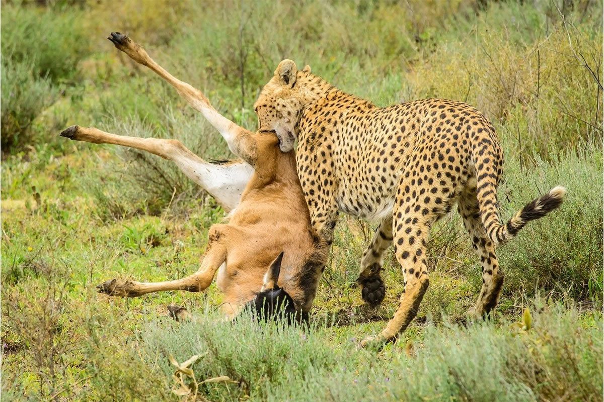 serengeti-national-park1