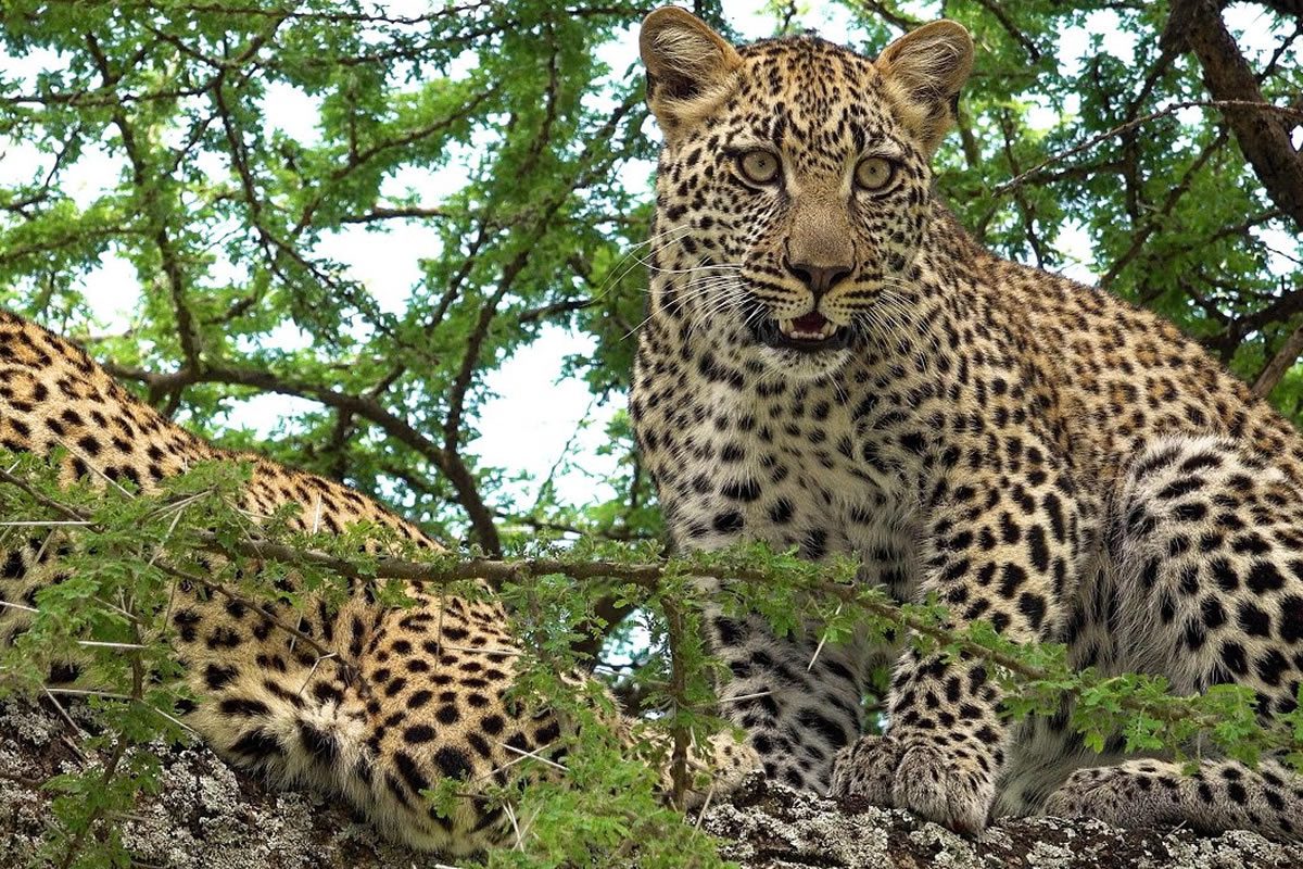 serengeti-national-park2
