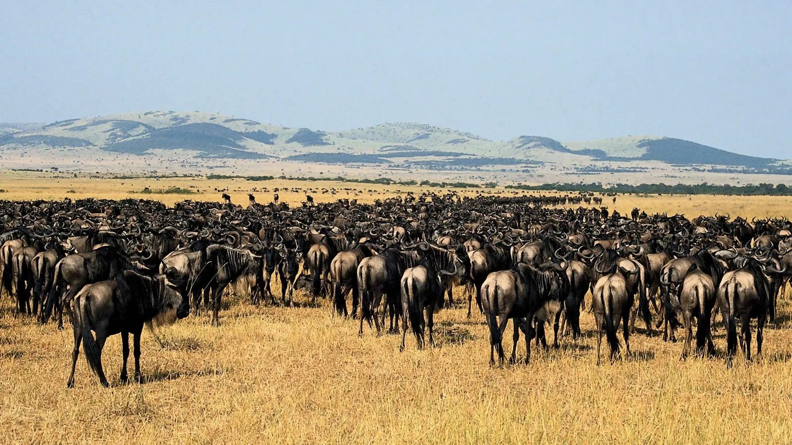 serengeti-national-park4