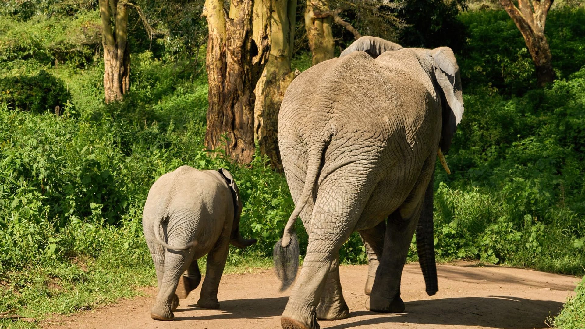 tarangire-national-park