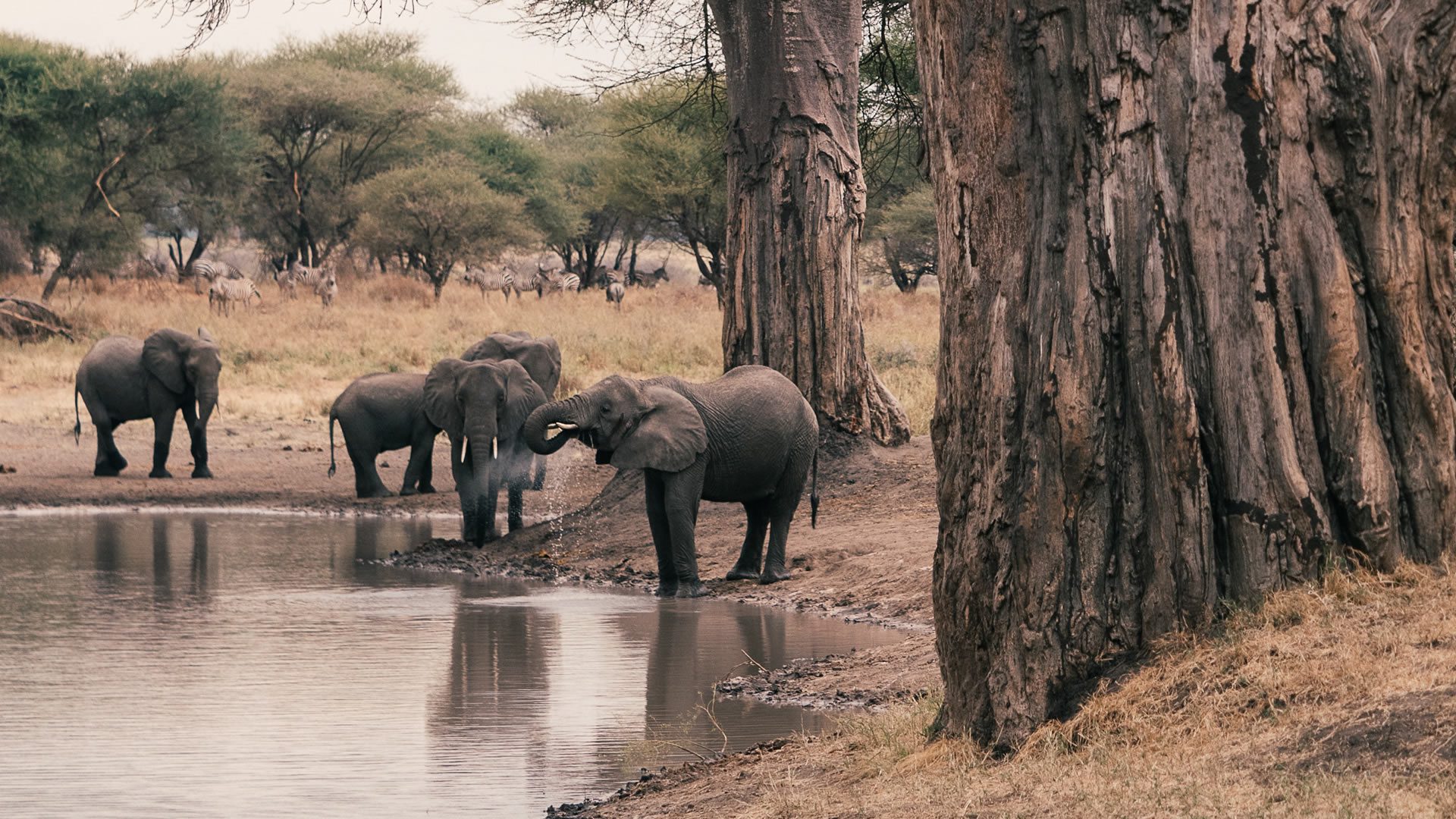 tarangire-national-park1