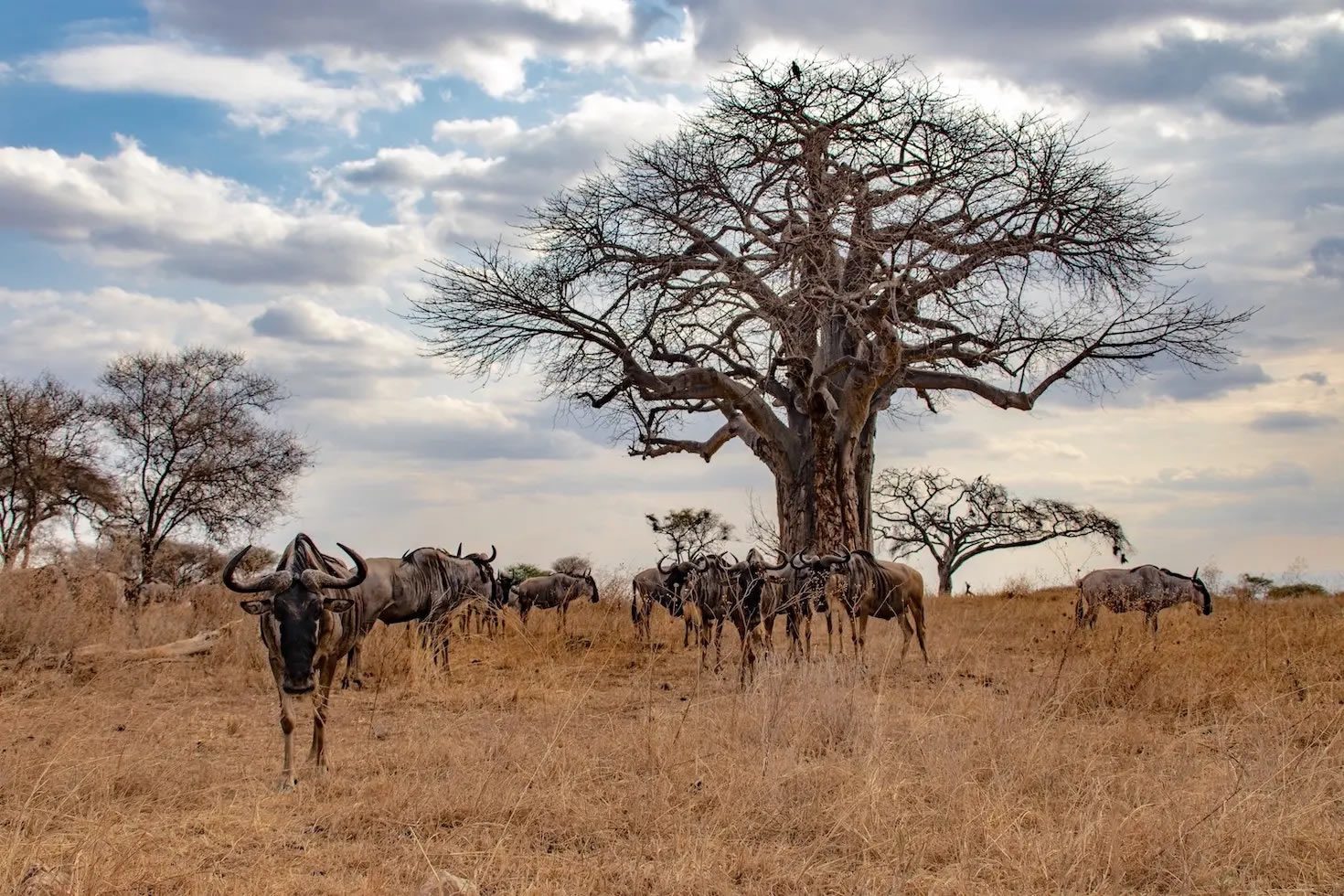tarangire-national-park2