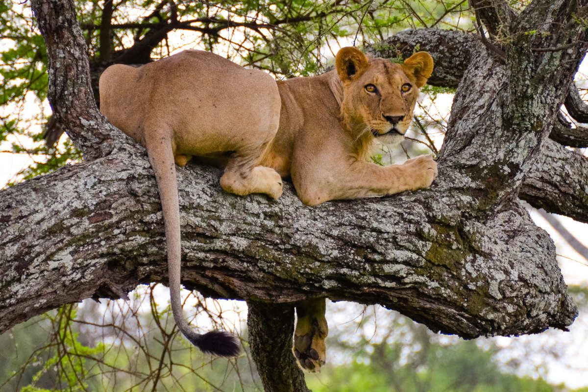 tarangire-national-park3