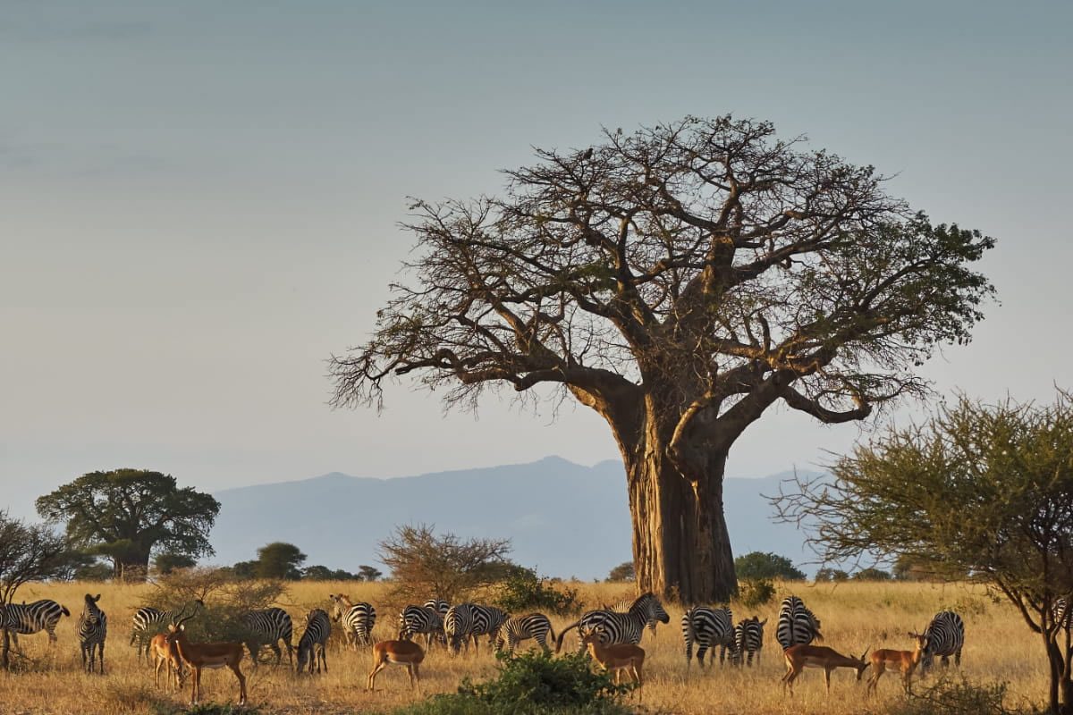 tarangire-national-park4
