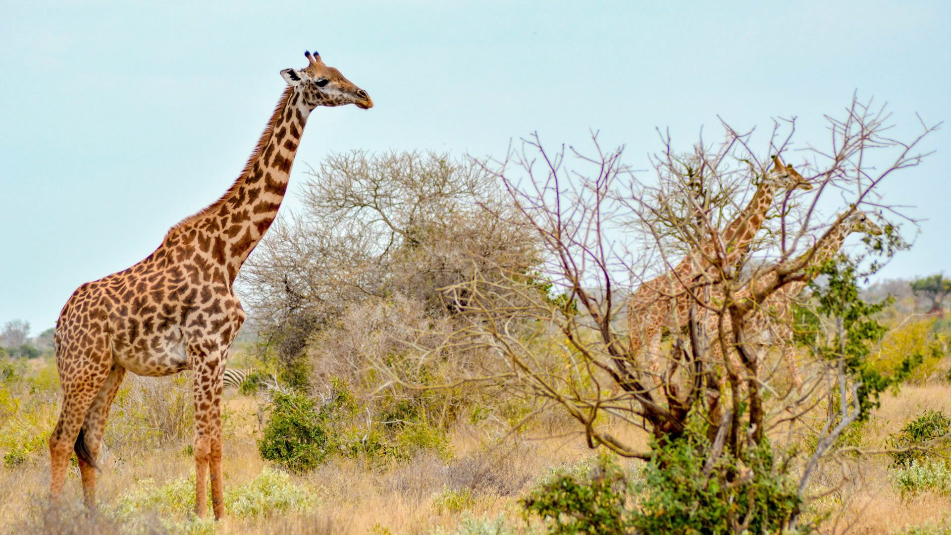 tsavo-east-national-park2