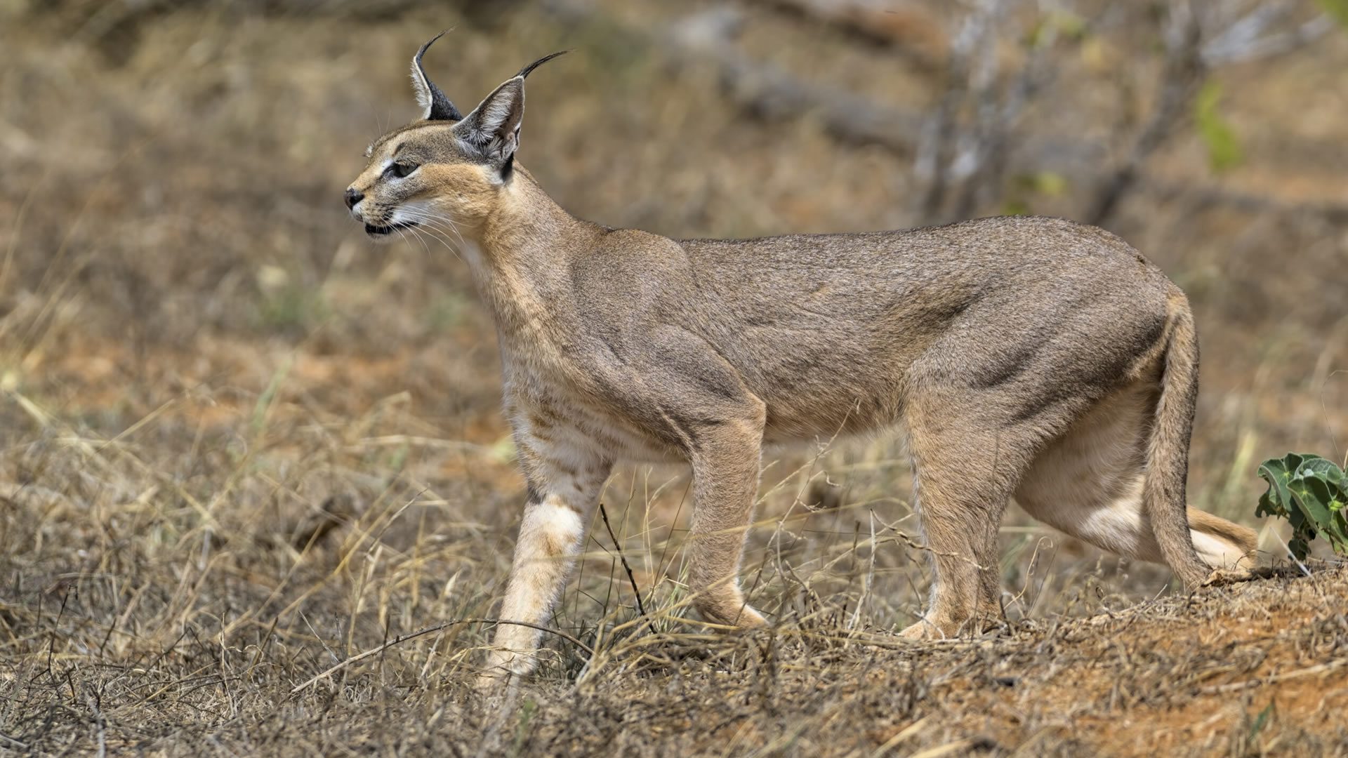 tsavo-east-national-park3